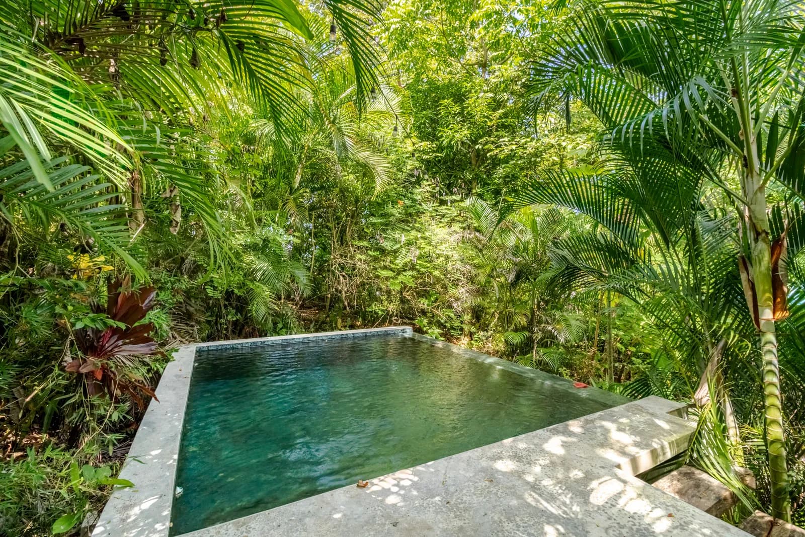 Pool edge framed by palms and tropical plants — Casa Mapachita